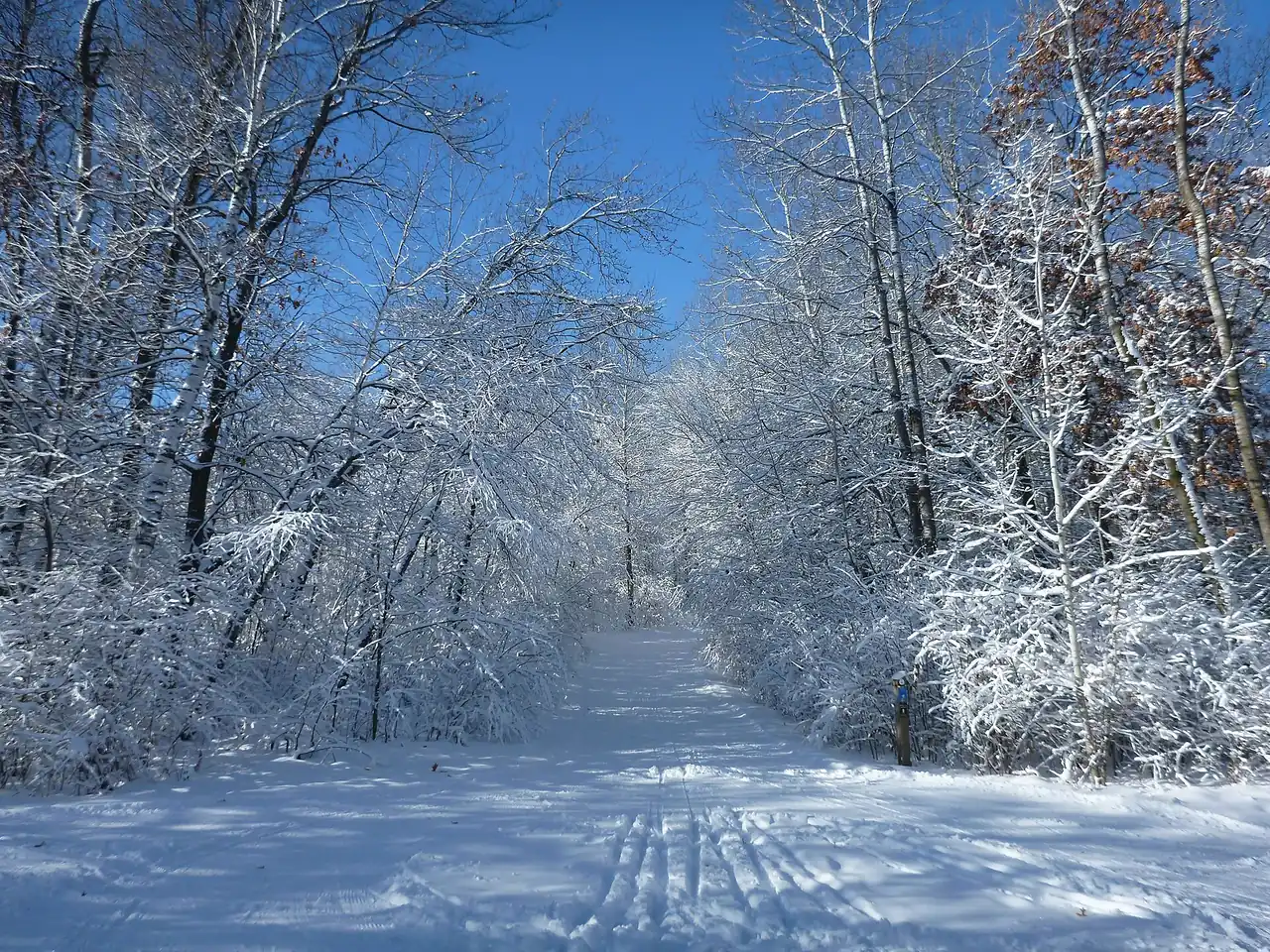 Snow-covered trail through the woods at Lebanon Hills Regional Park in Eagan, Minnesota